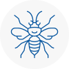 Margate Hornet Nest Removals
