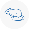 Rat Control Margate